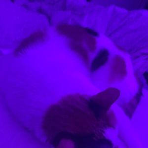 Meet your Posher, Bella